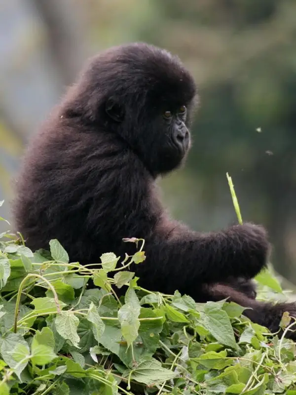 Ngorongoro