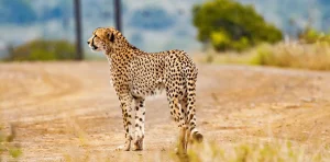 The Best Safari Experiences in Kenya: A Complete Guide