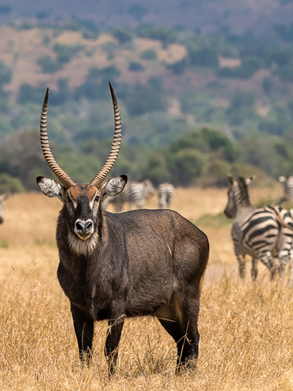 Lake Manyara