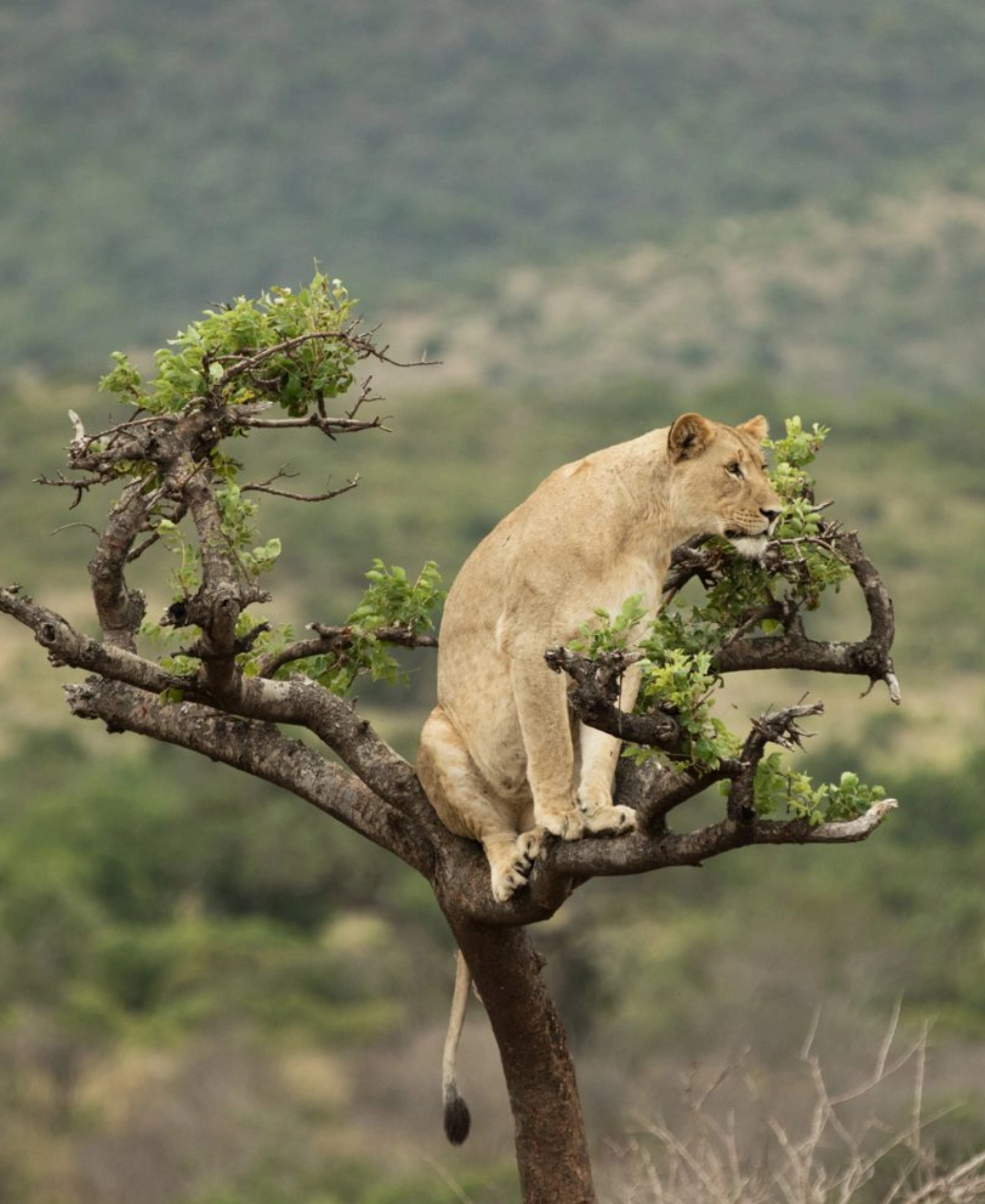 Best Time to Visit Akagera