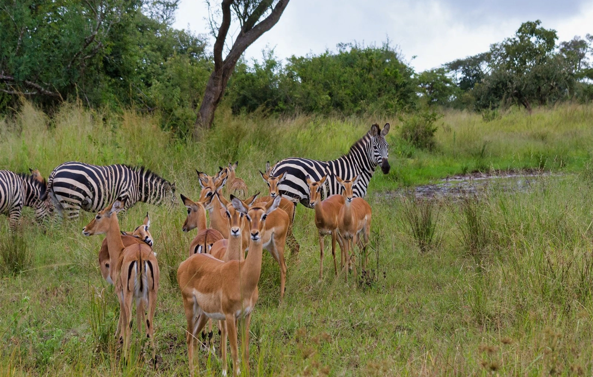 Akagera National Park