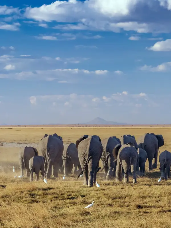 Serengeti