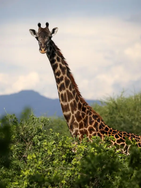 Arusha NP