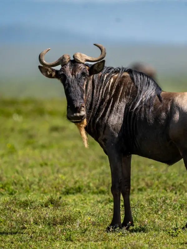 Tarangire