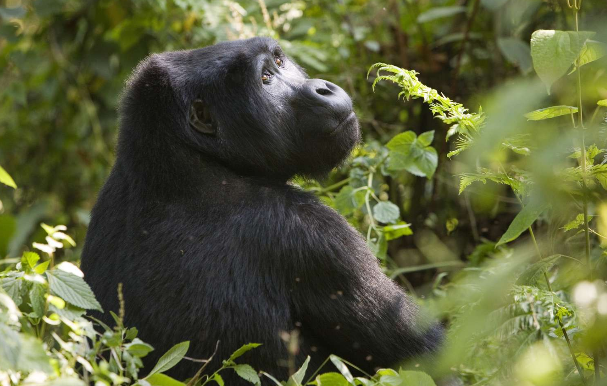 Bwindi Impenetrable National Park