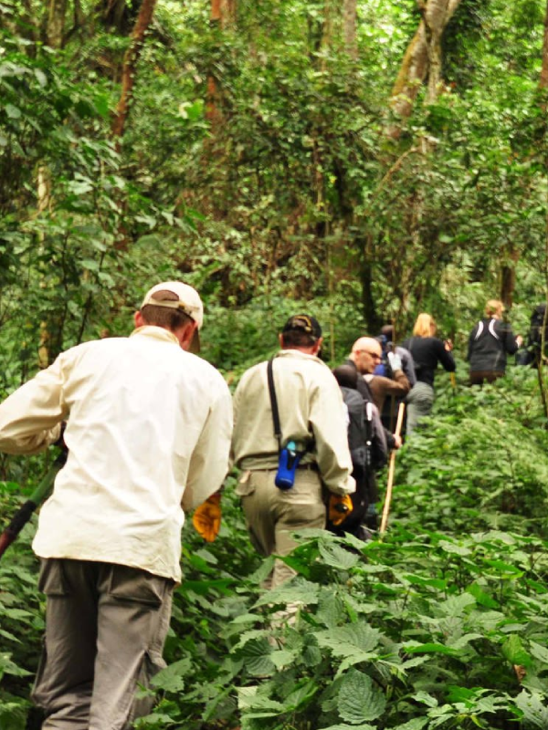 Guided Forest Walk