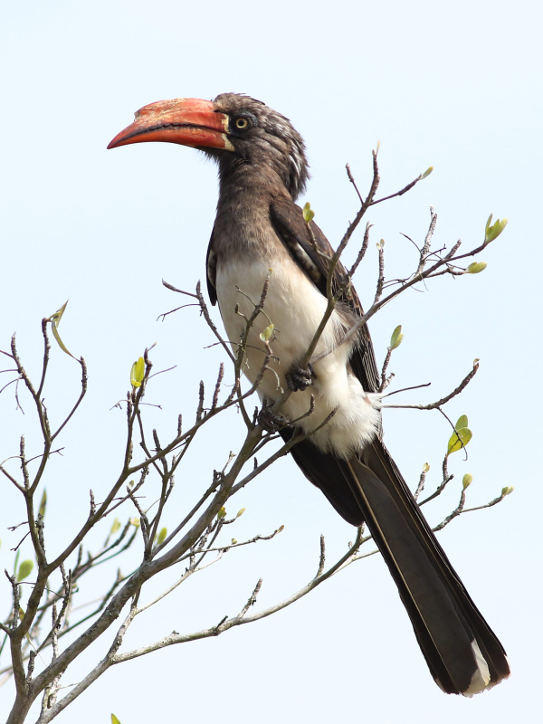Birding Safari