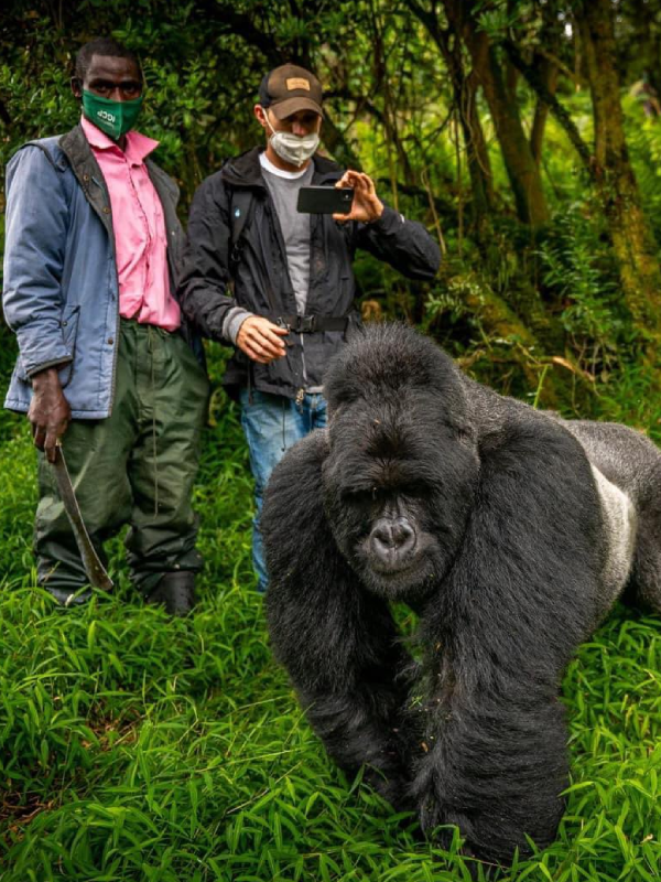 Gorilla Trekking 