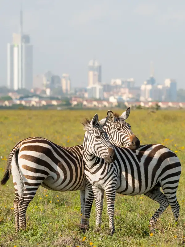 Tarangire