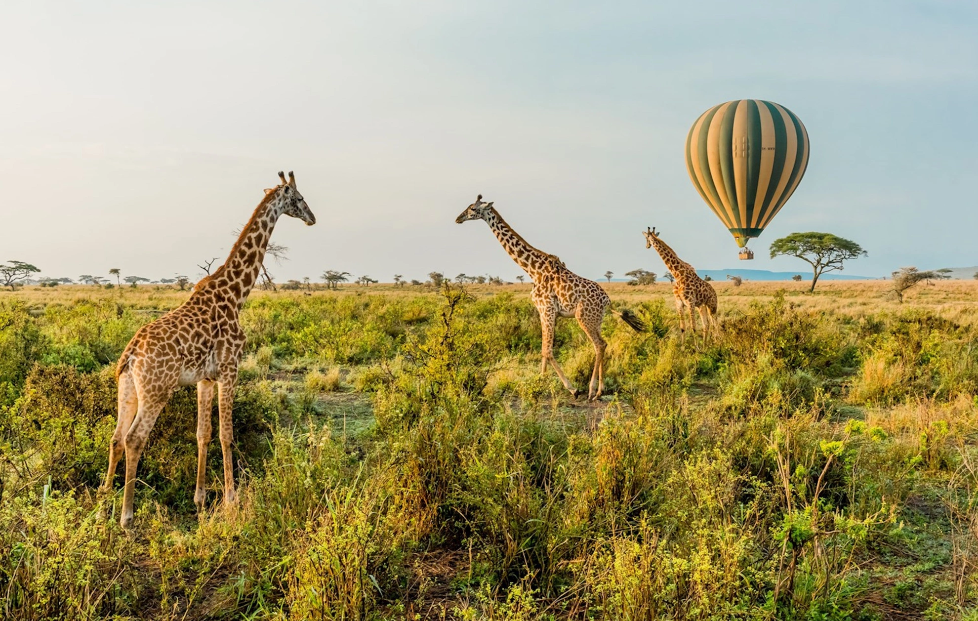 Hot Air Balloon Safari Attractions
