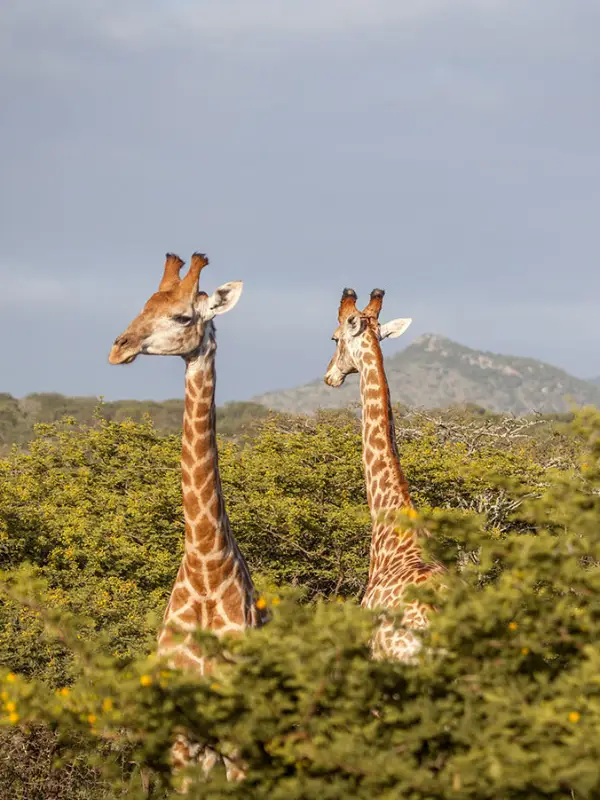 Serengeti