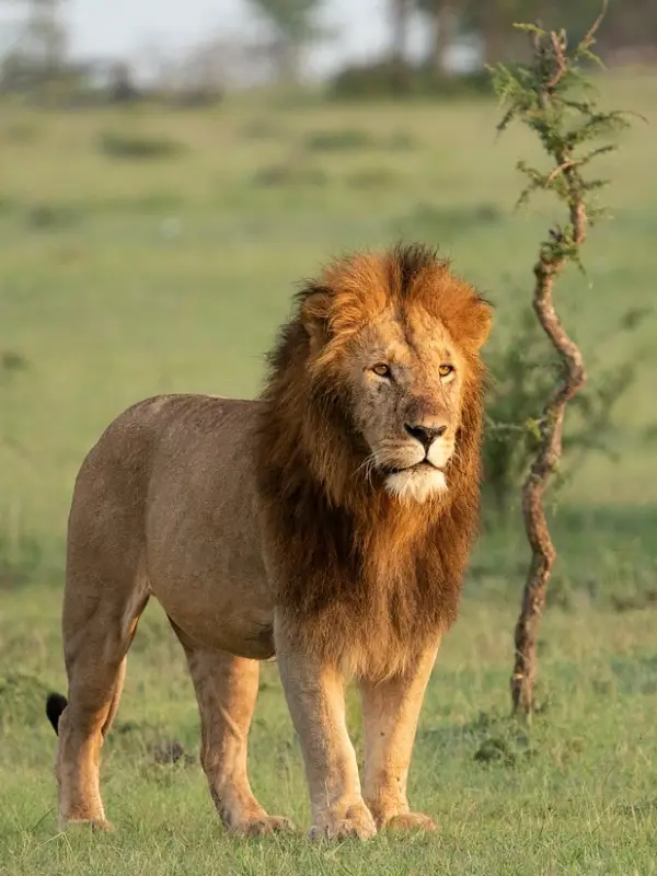 Lake Manyara