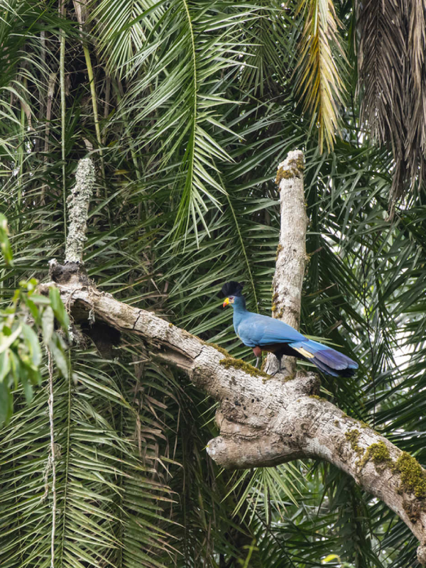Birding Safari