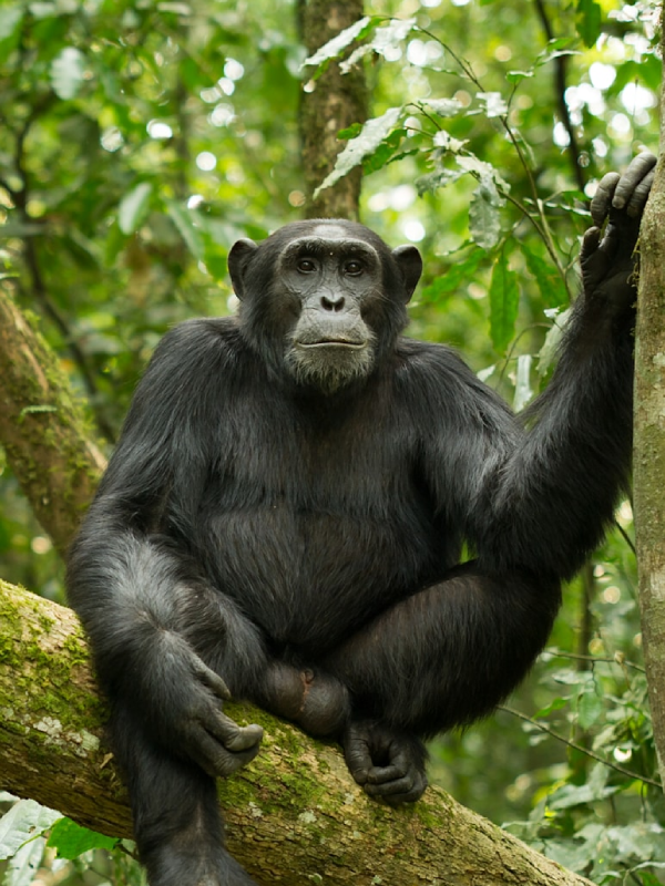 Chimpanzees Trekking 