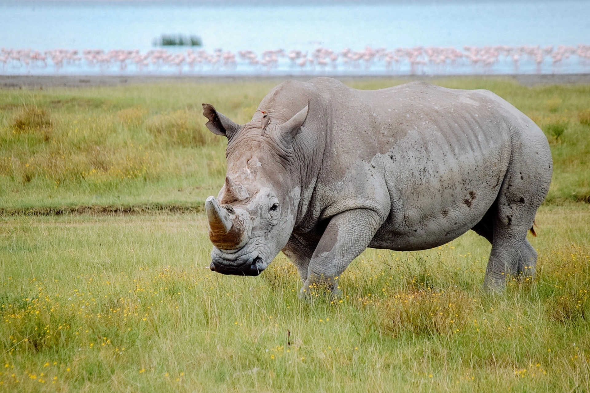Lake Nakuru National Park Wildlife