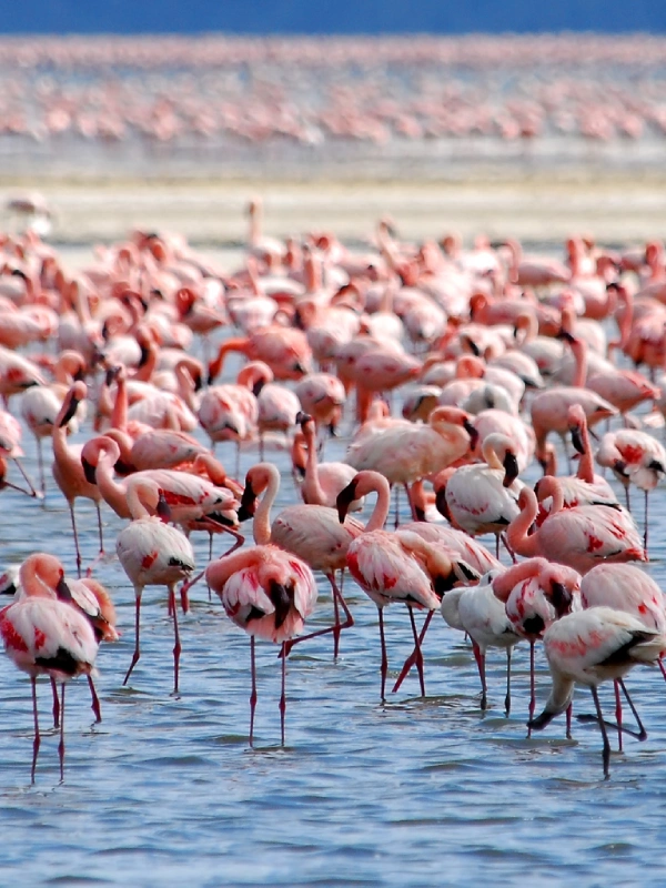 Tarangire