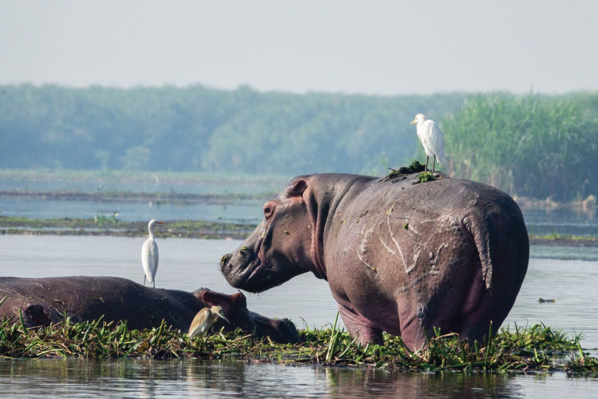 Murchison Falls National Park