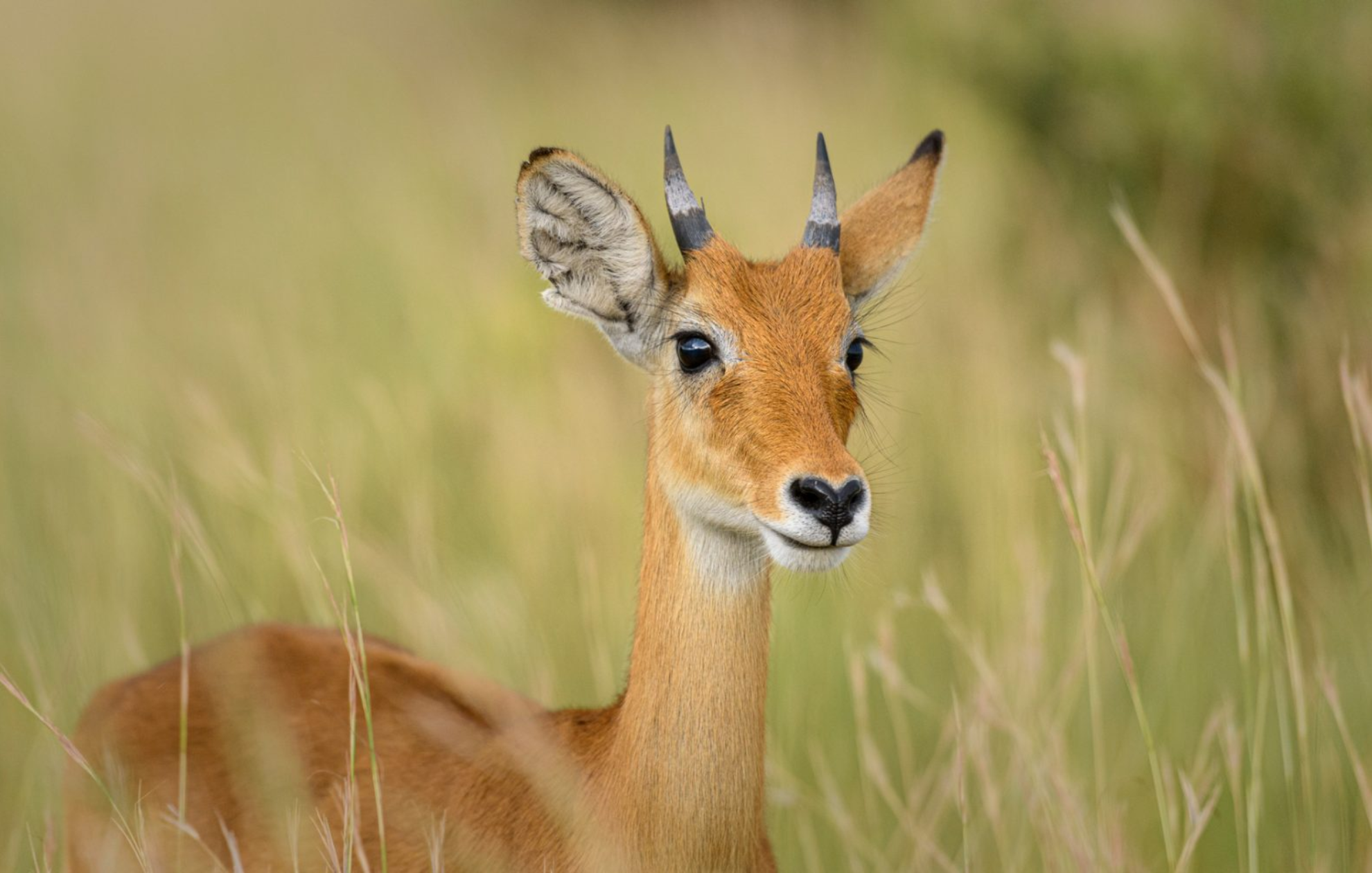 Murchison Falls National Park