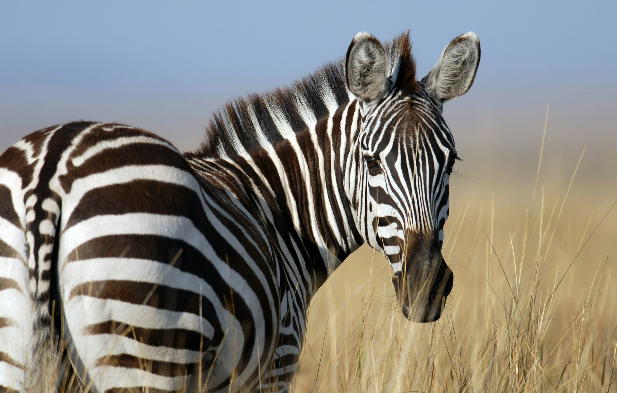 Murchison Falls National Park