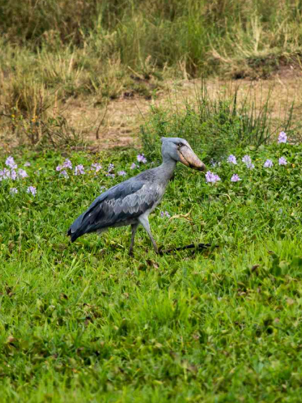 Spot Shoebills
