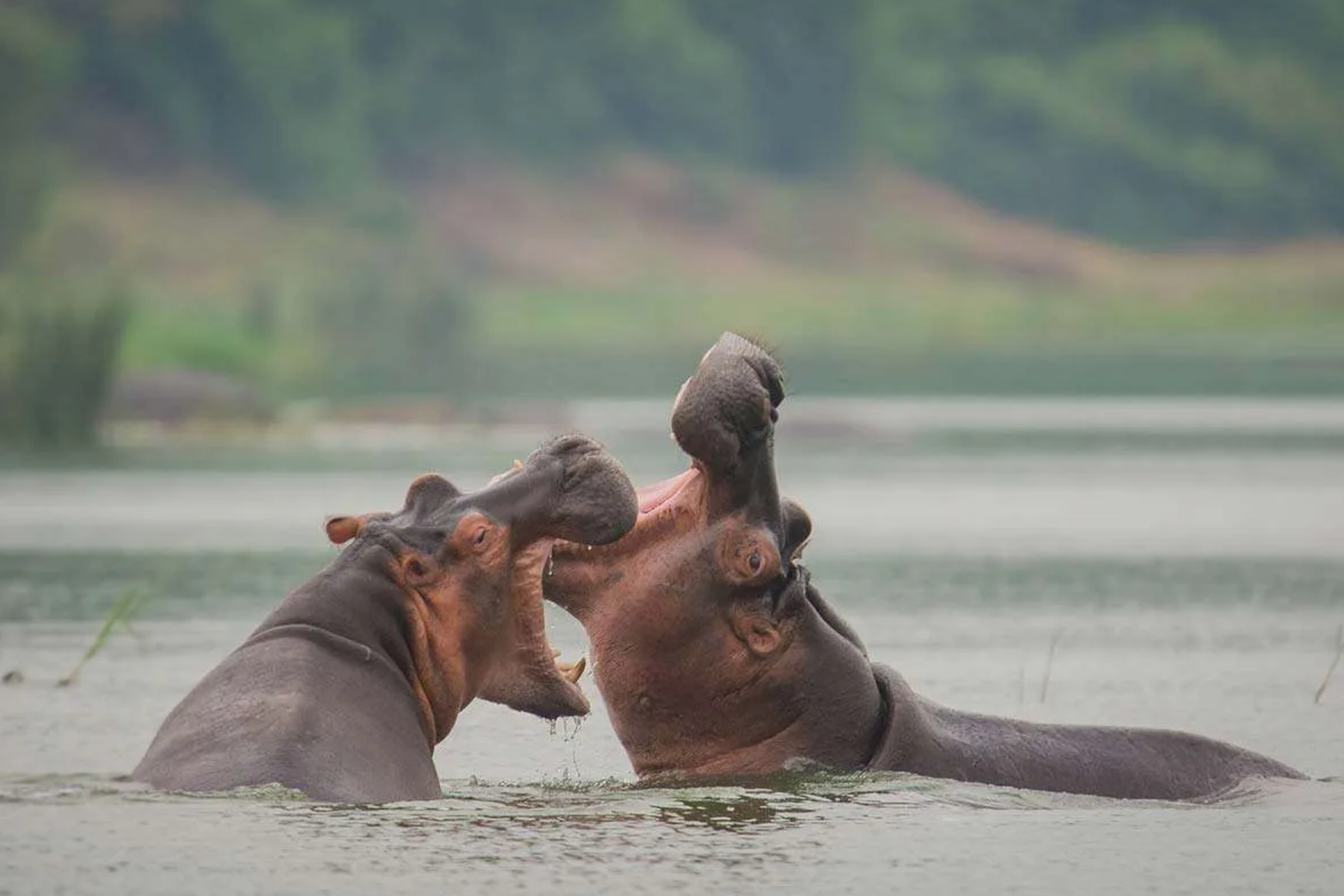 Queen Elizabeth National Park