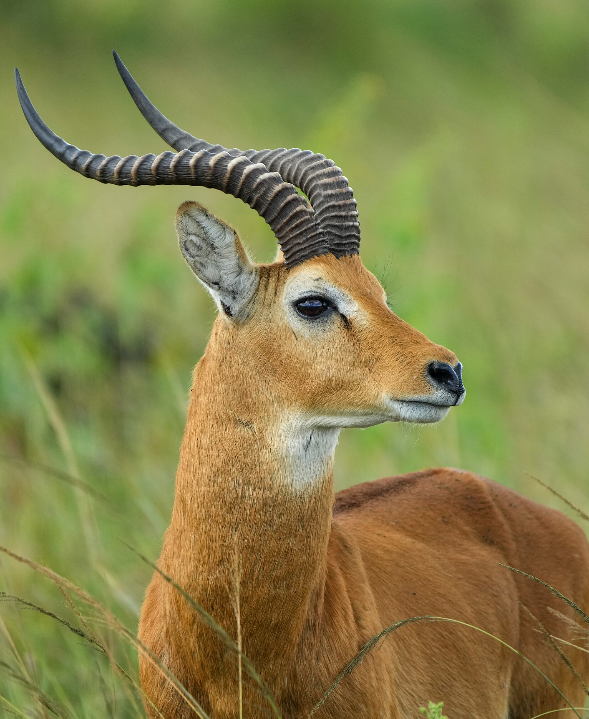 Queen Elizabeth National Park