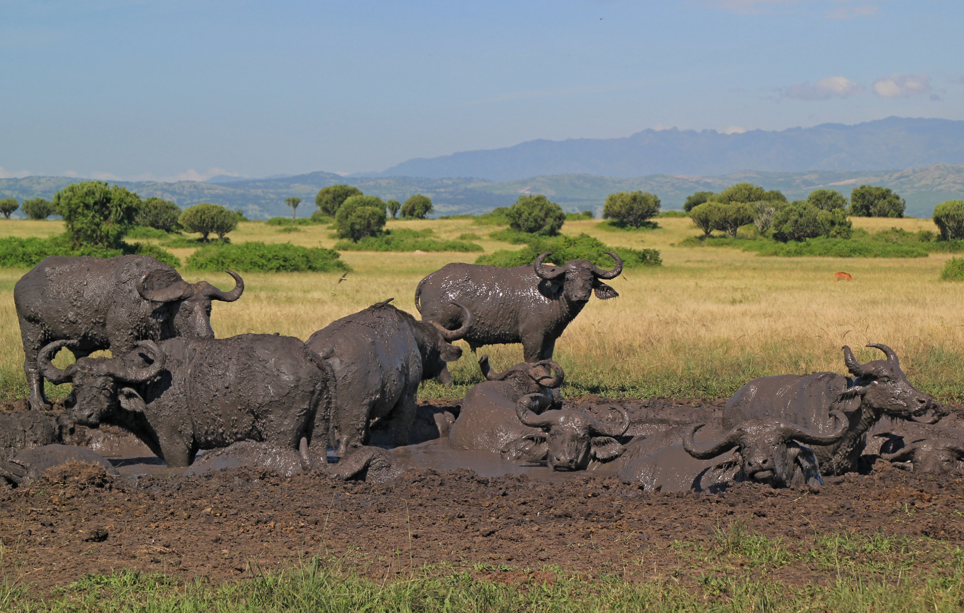 Queen Elizabeth National Park