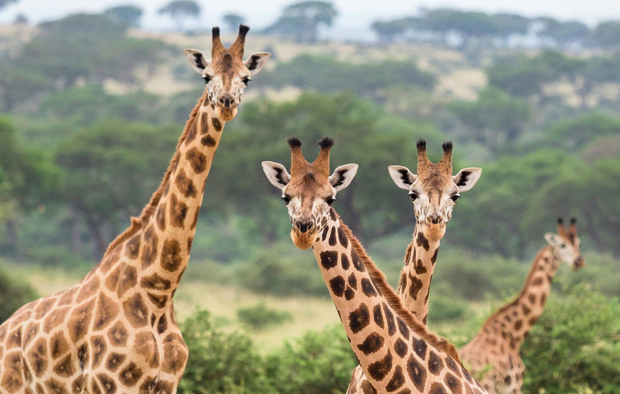 Queen Elizabeth National Park