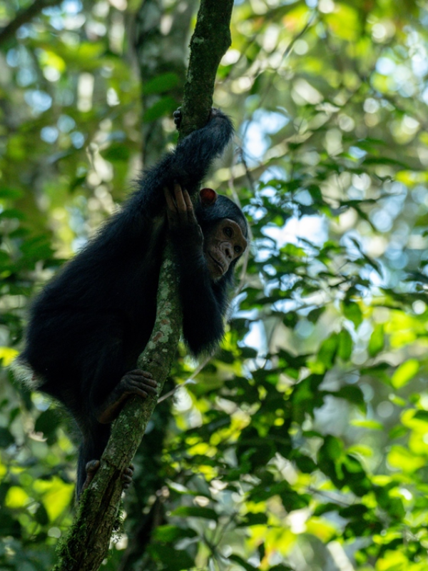 Track chimpanzees