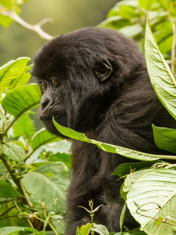 Rwanda Destinations