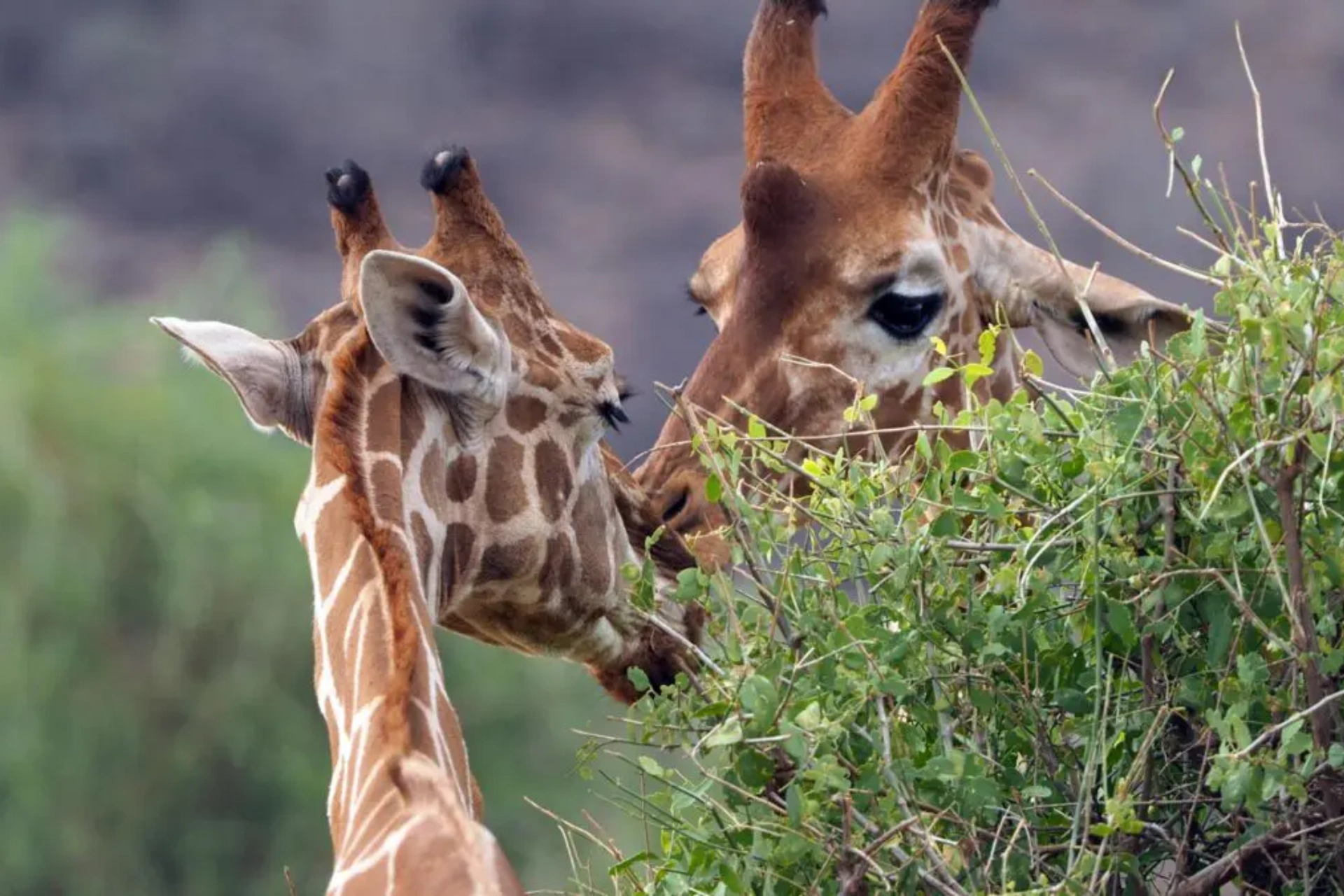 Samburu Game Reserve