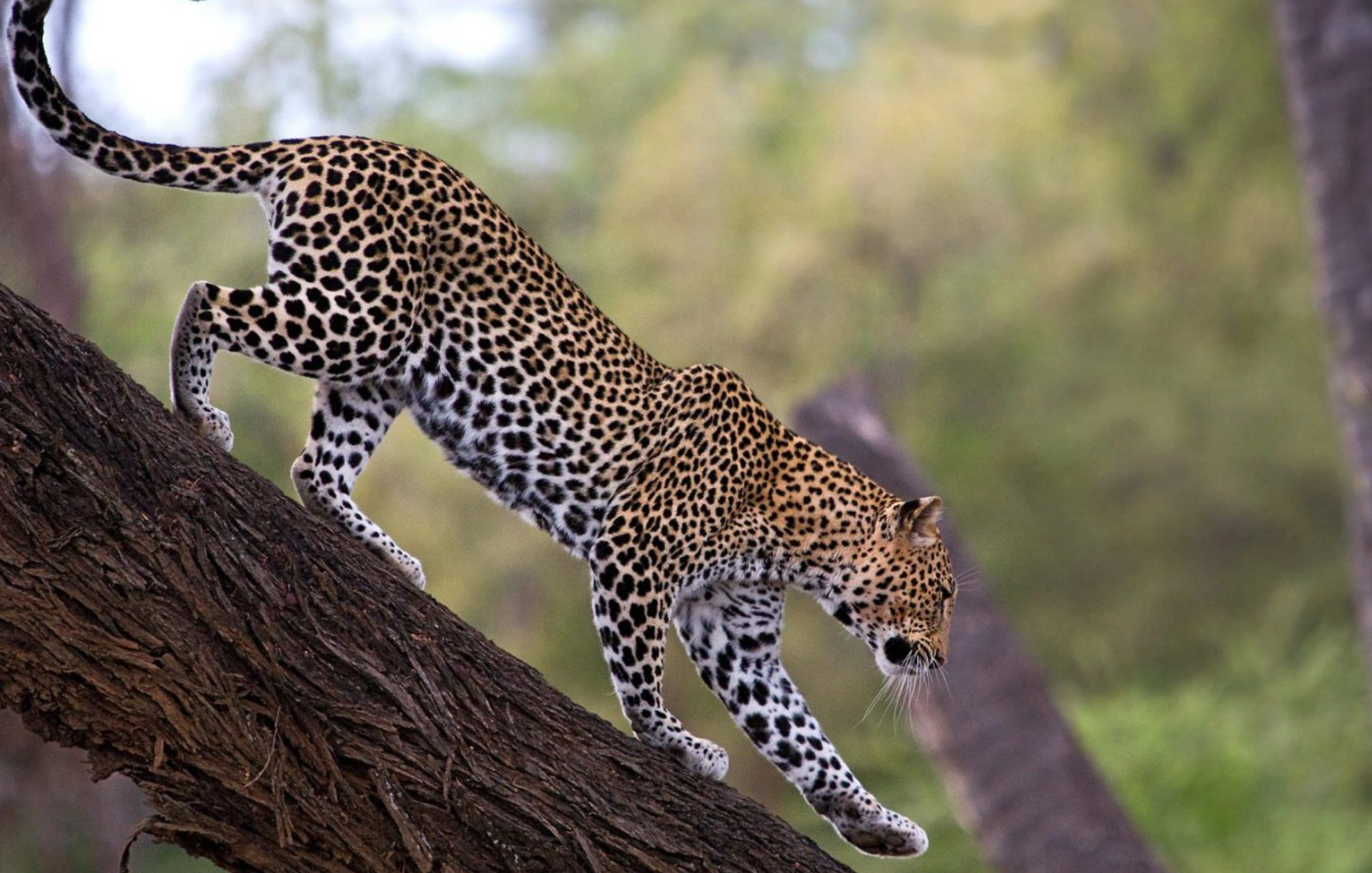 Samburu Game Reserve Wildlife