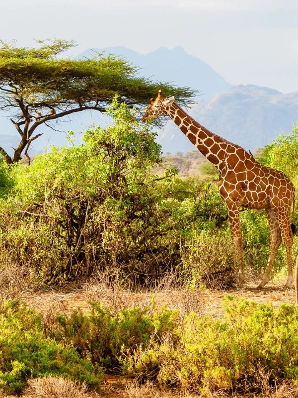 Kilimanjaro