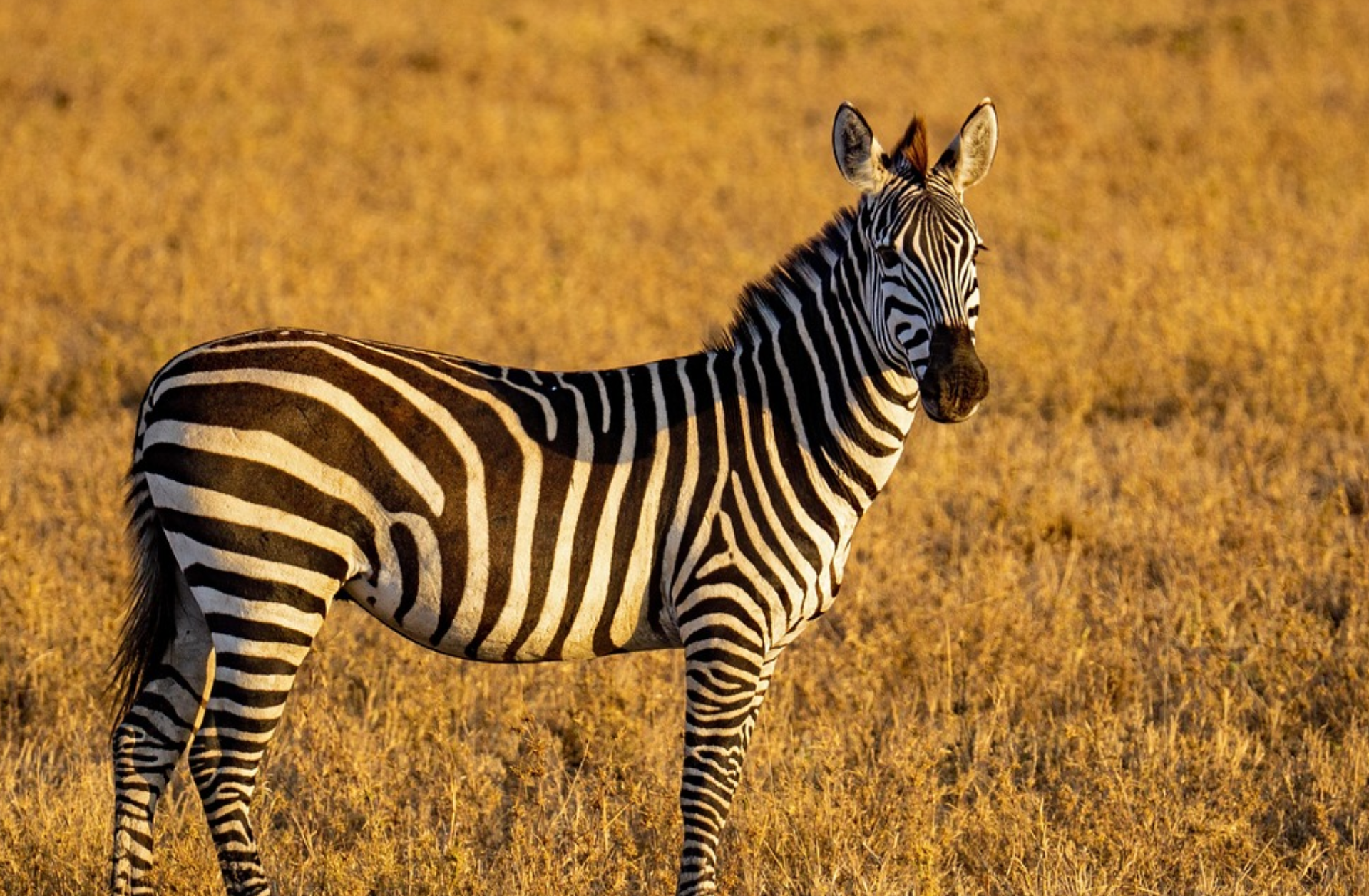 Tanzania Travel Insurance