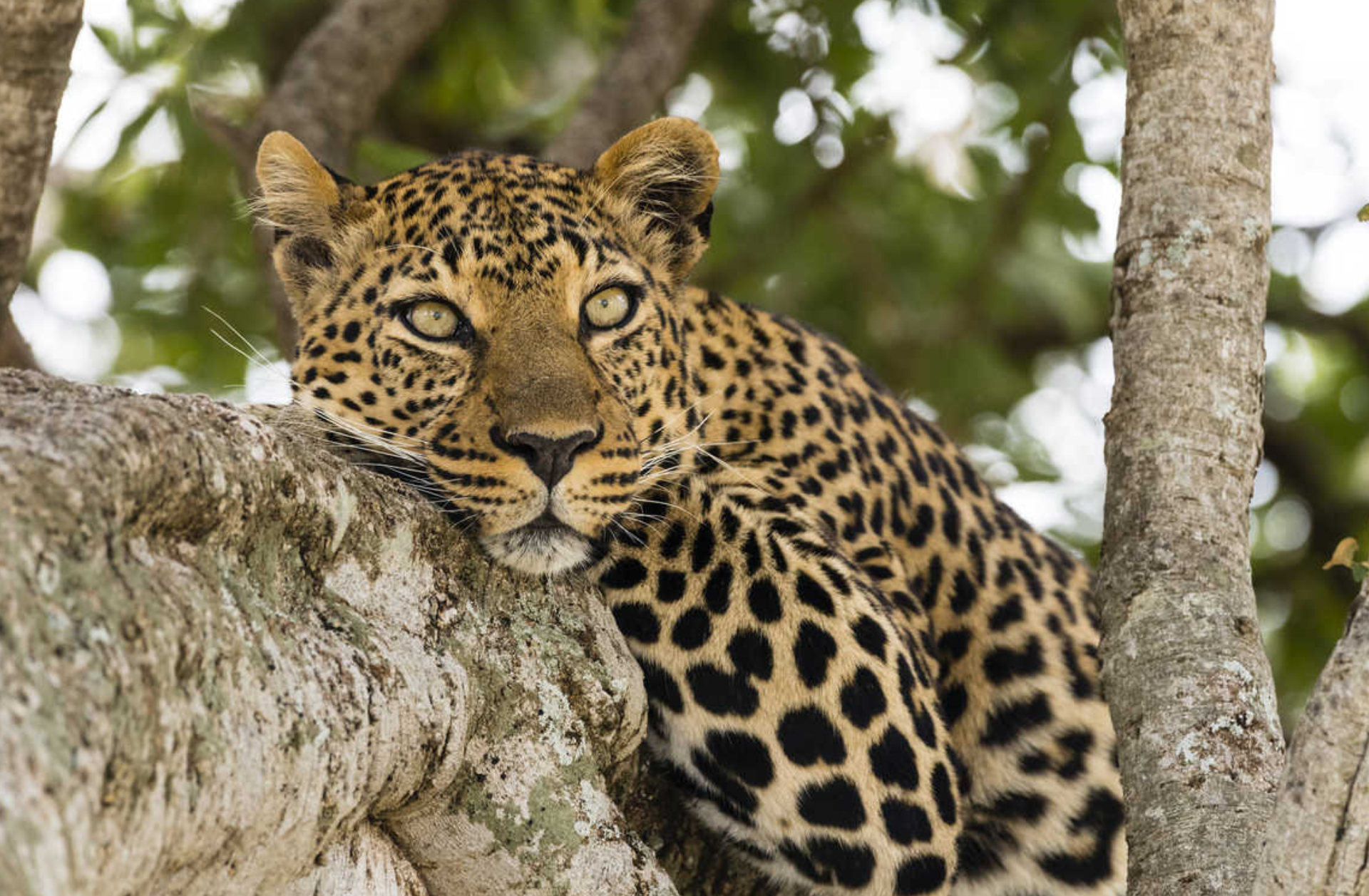 Tanzania Travel Insurance