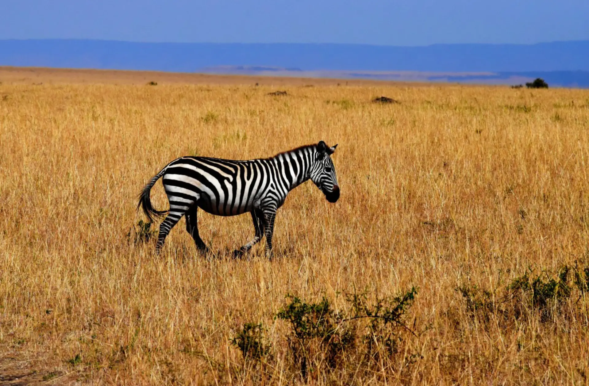 Tipping in Tanzania