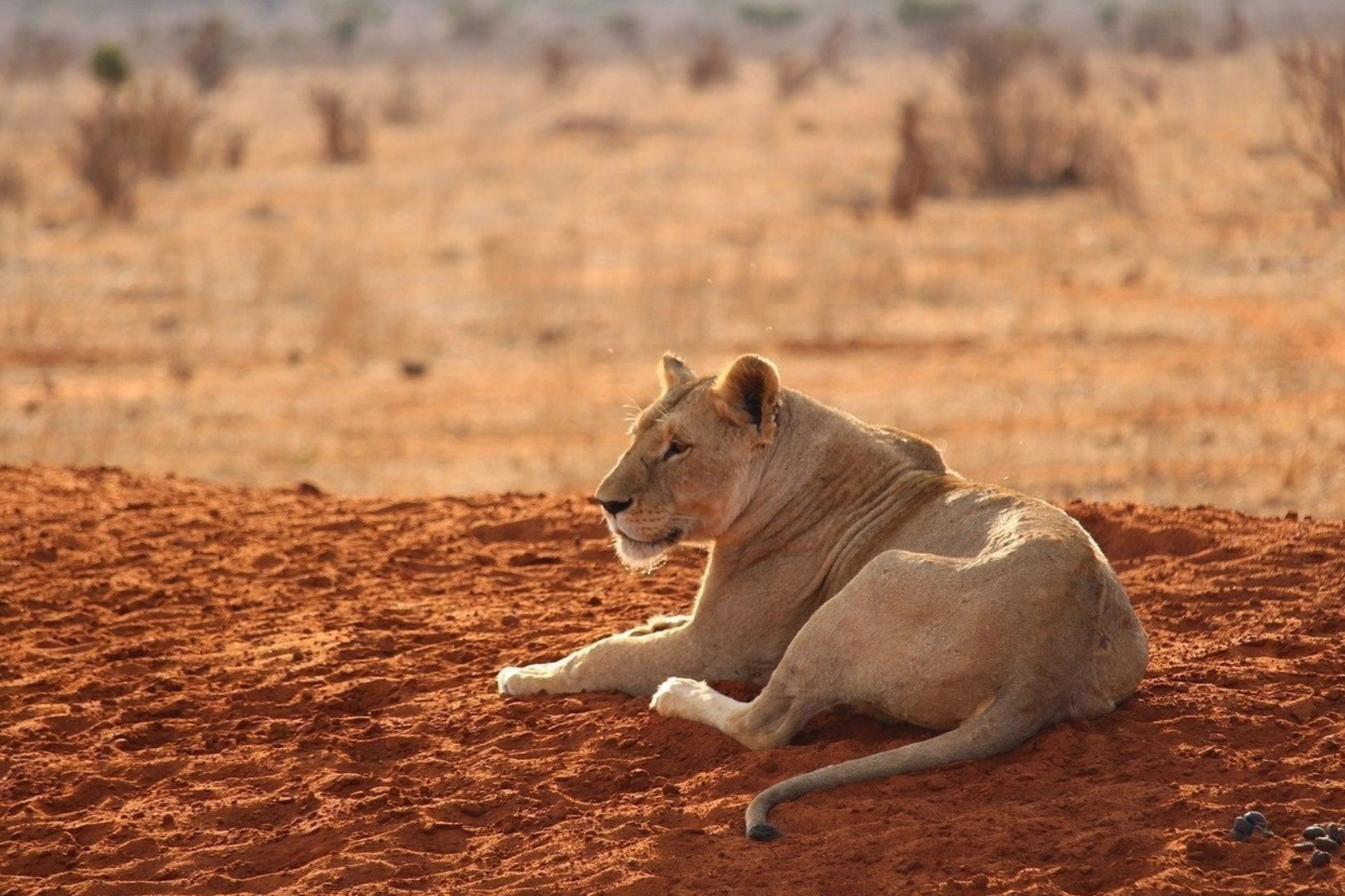 Tsavo East National Park Wildlife