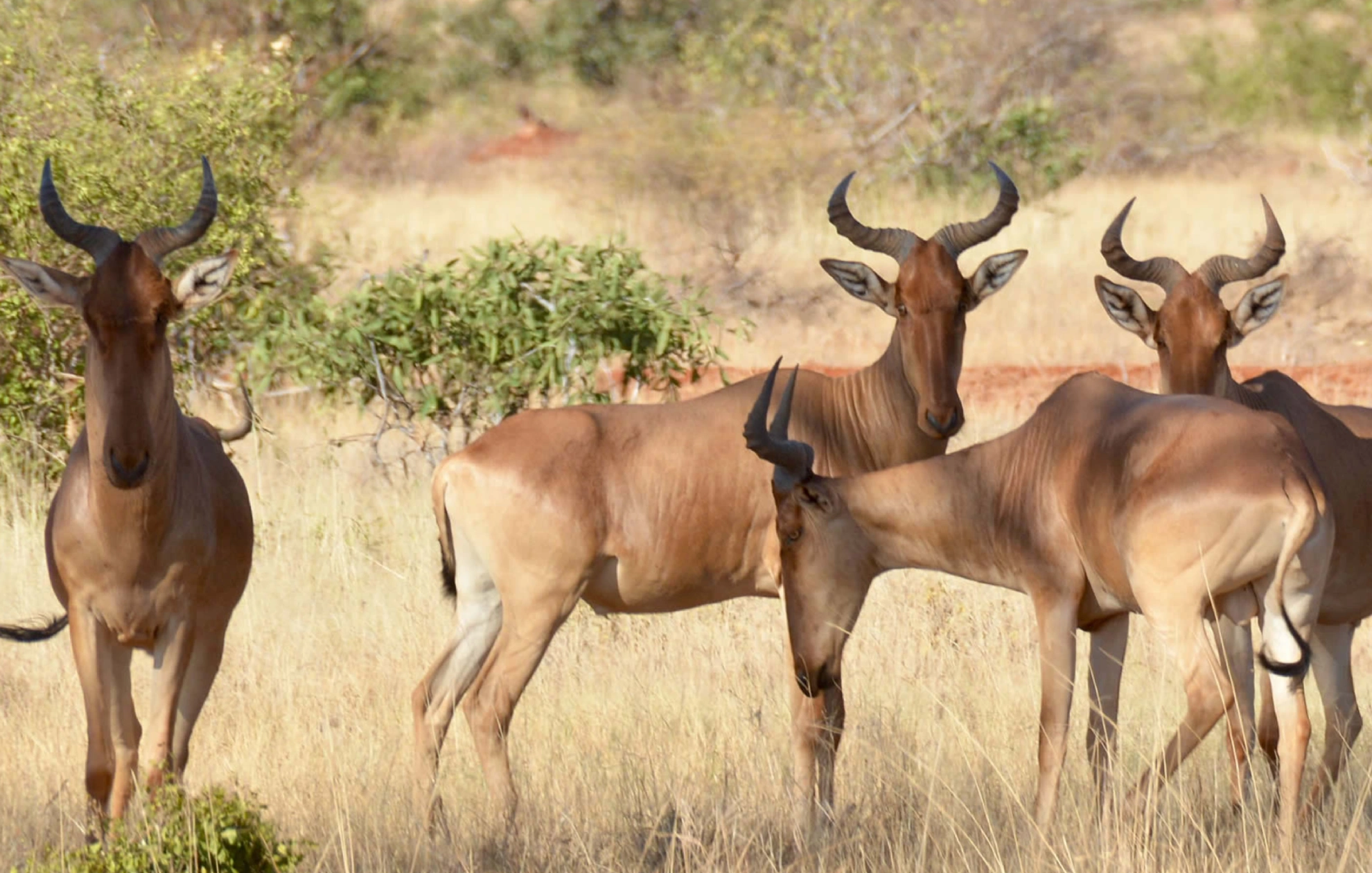 Tsavo East National Park Wildlife