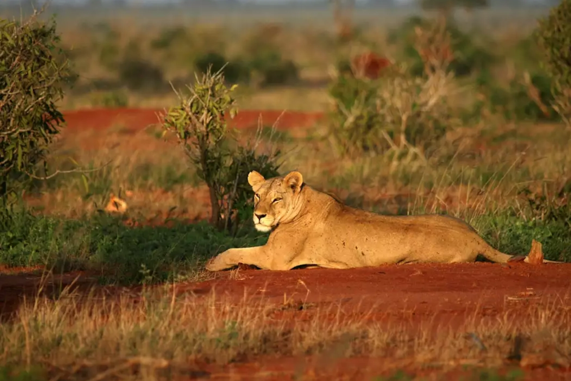 Tsavo West National Park Wildlife