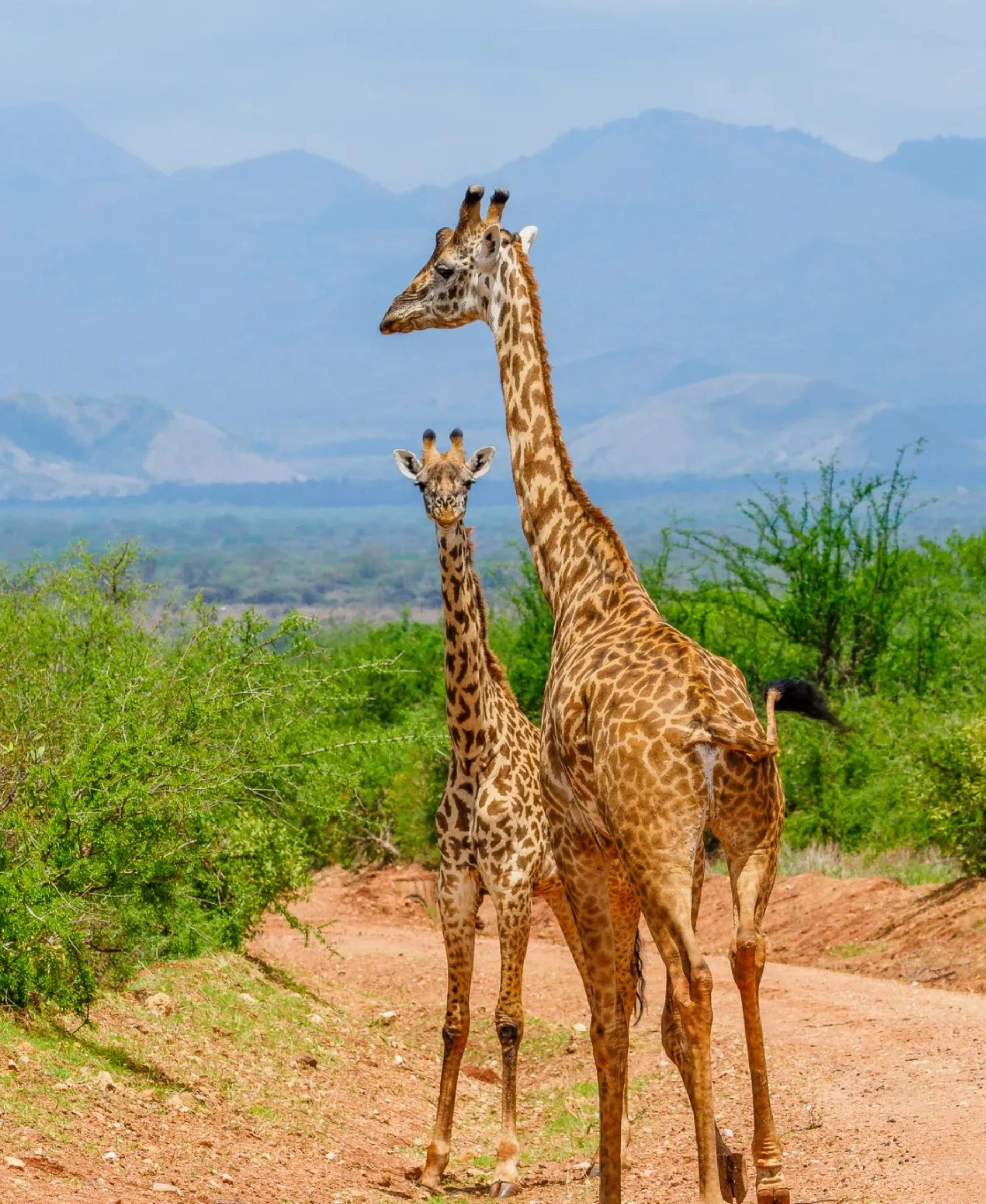 Best Time to Visit Tsavo West