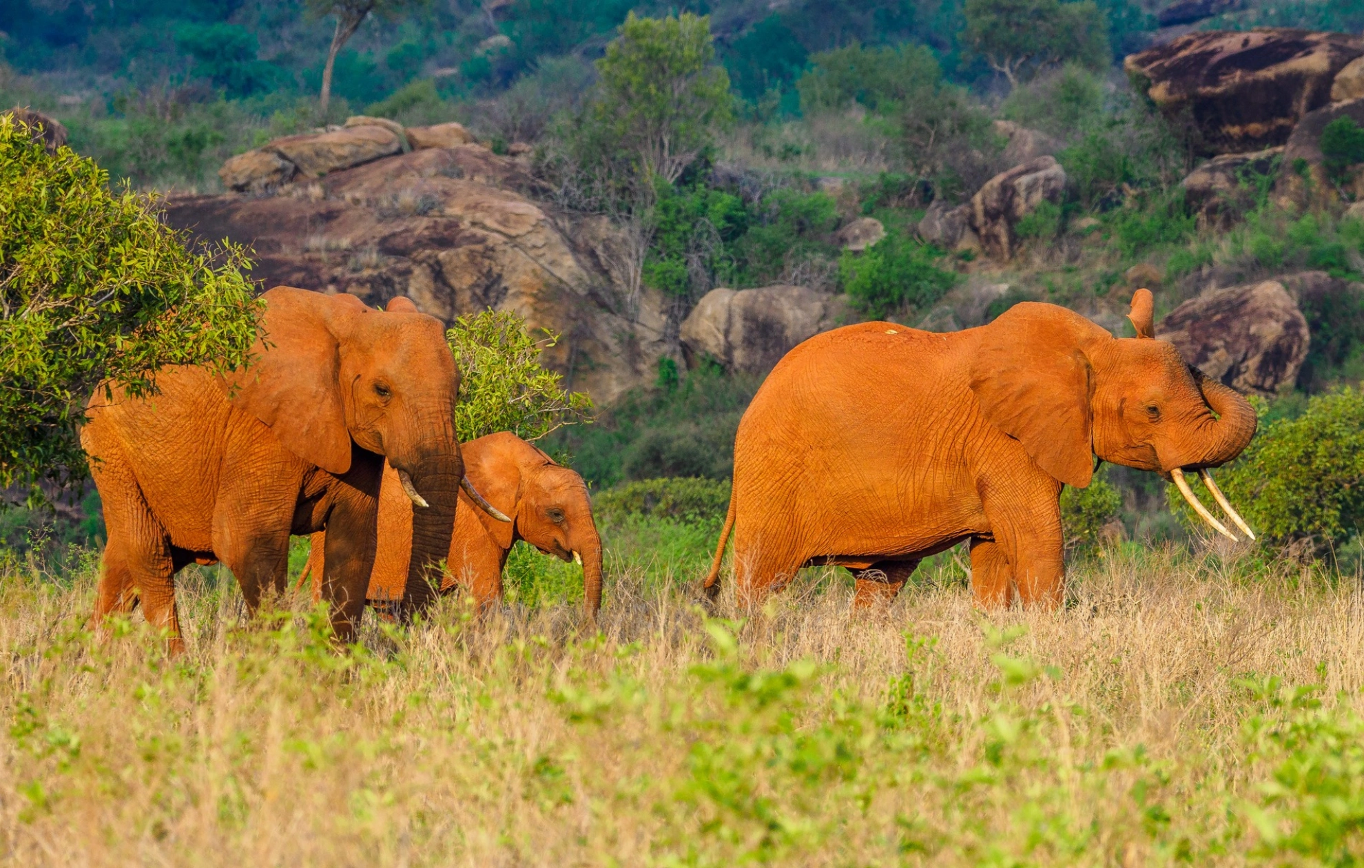 Tsavo West National Park
