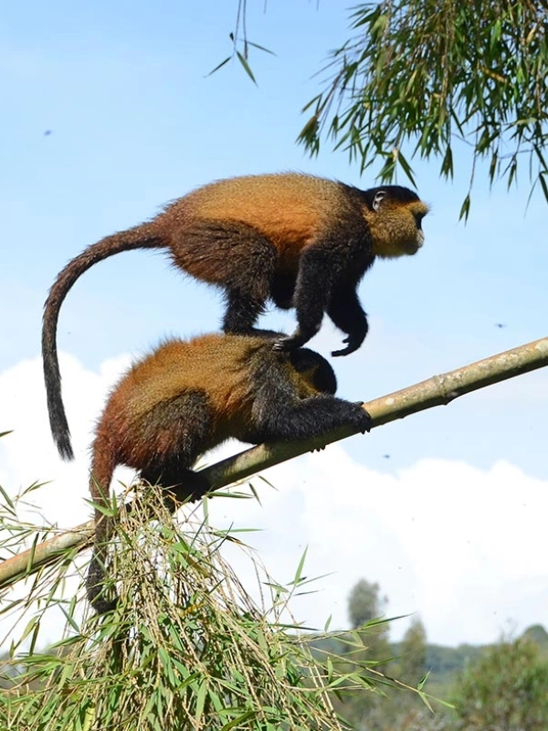 Golden monkeys