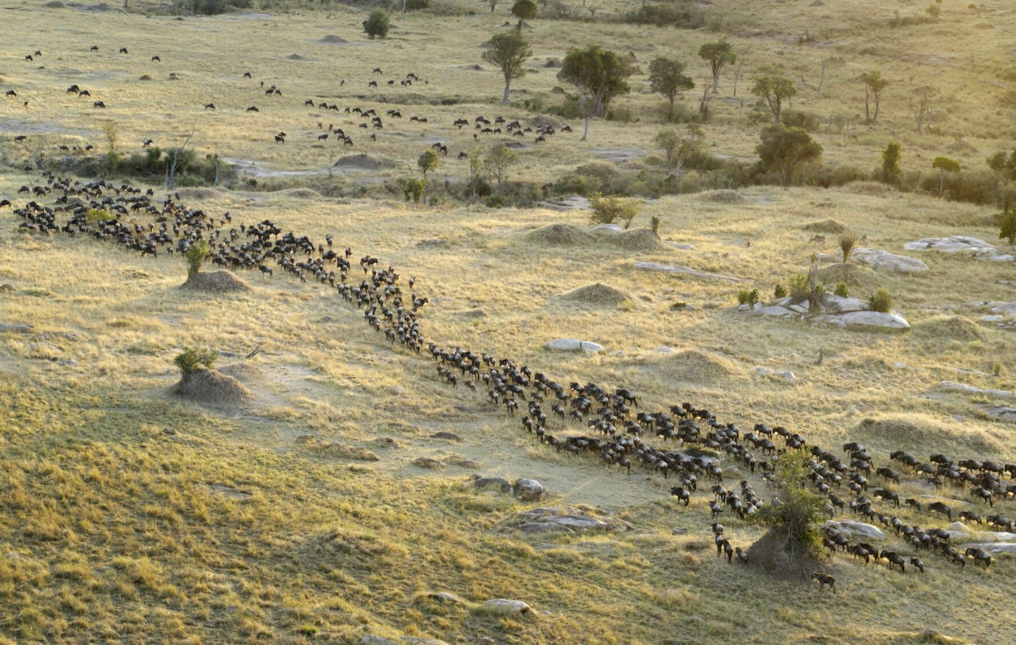 Wildebeest Migration Attractions