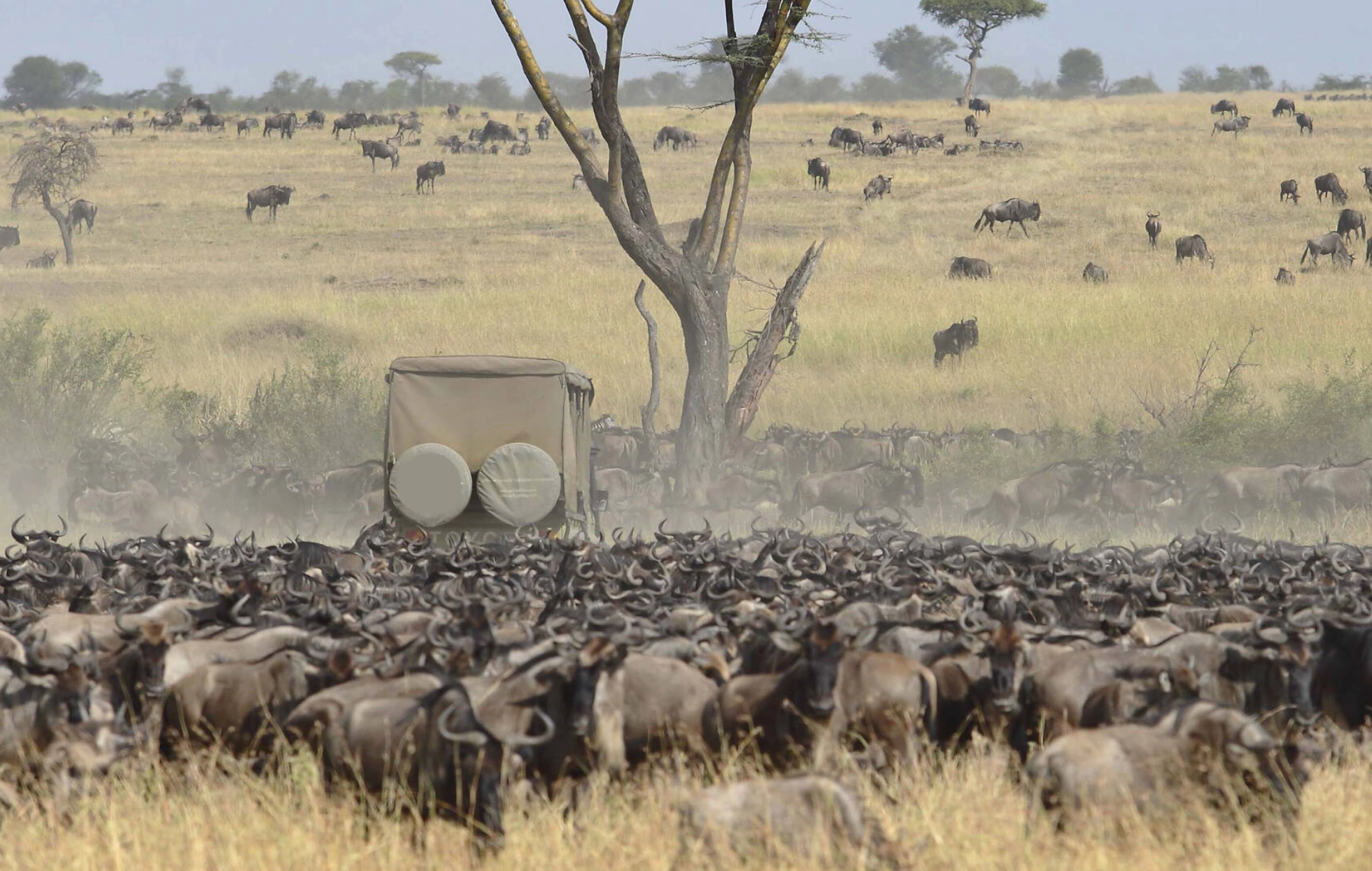 Wildebeest Migration Attractions