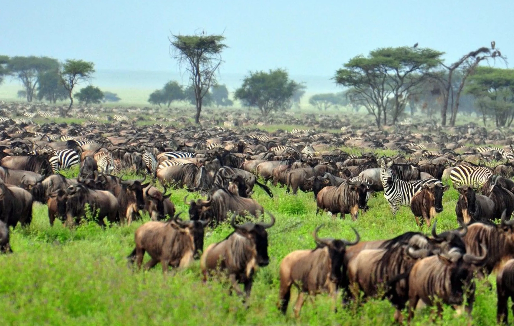 Wildebeest Migration Attractions