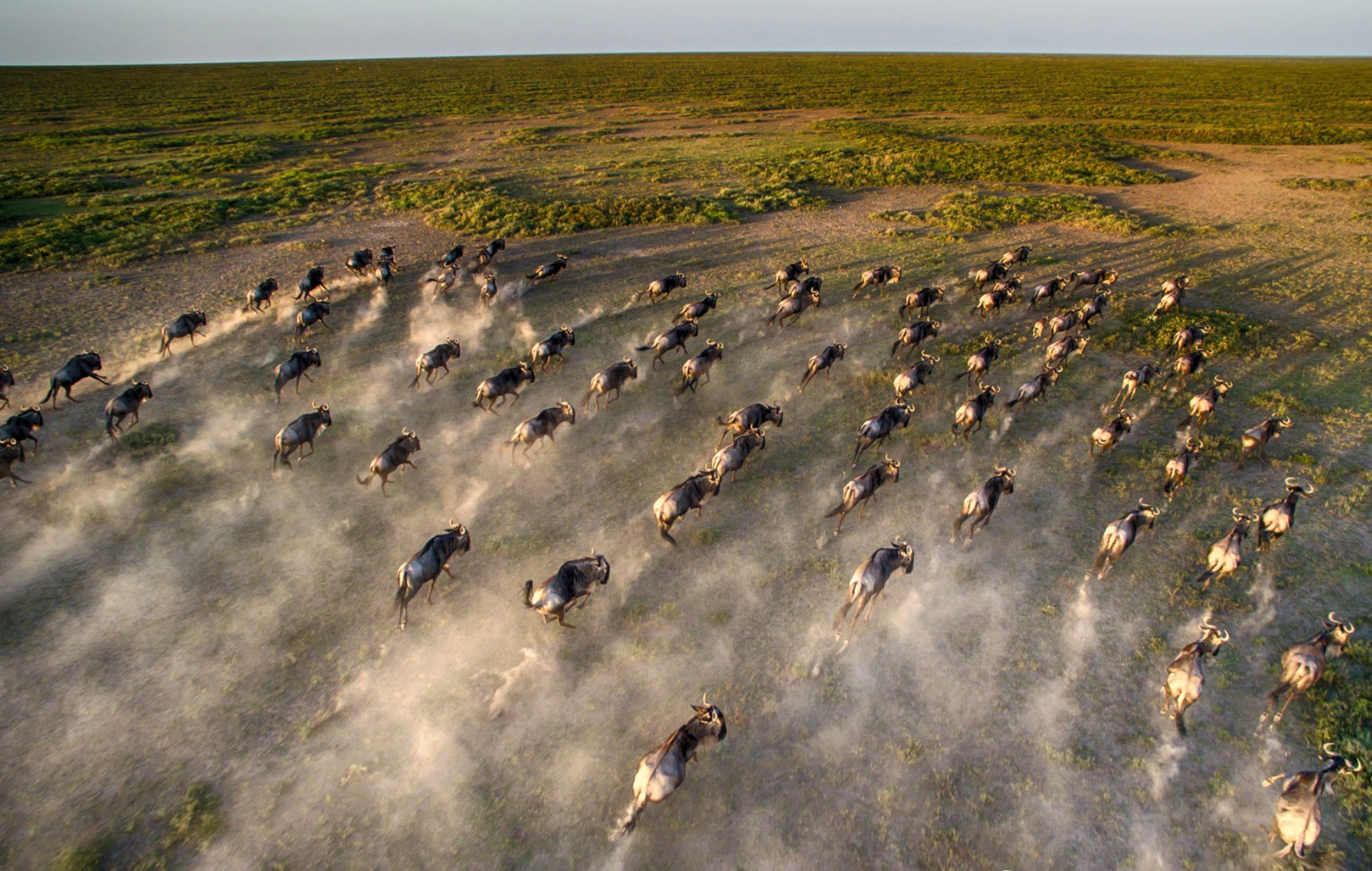 Wildebeest Migration Attractions