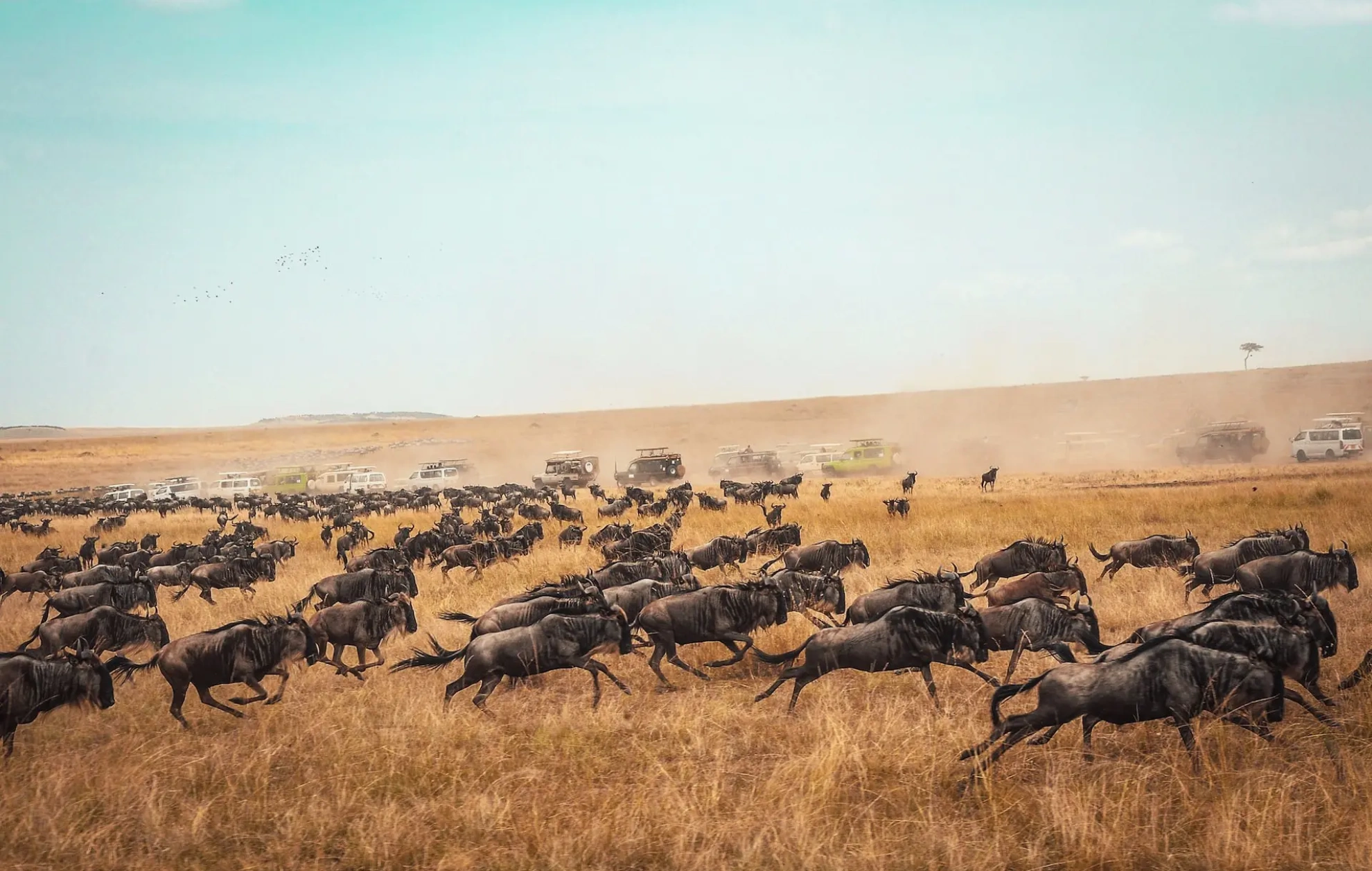 Wildebeest Migration Attractions