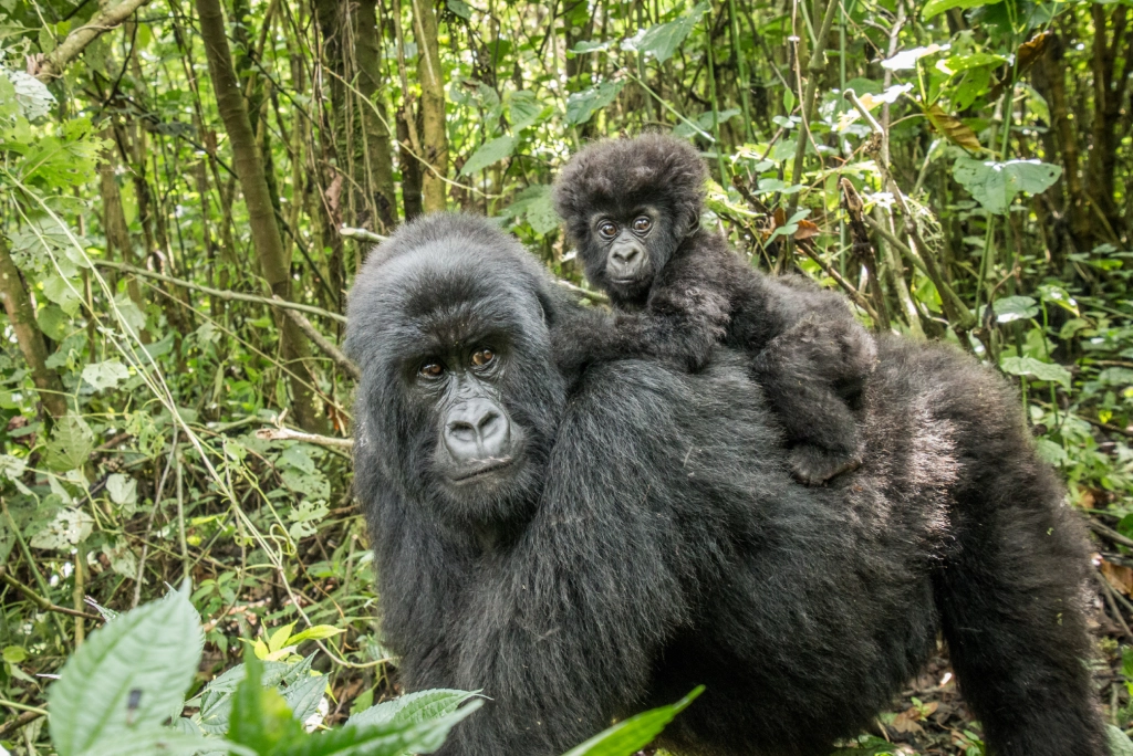 5-days-rwanda-safari-12