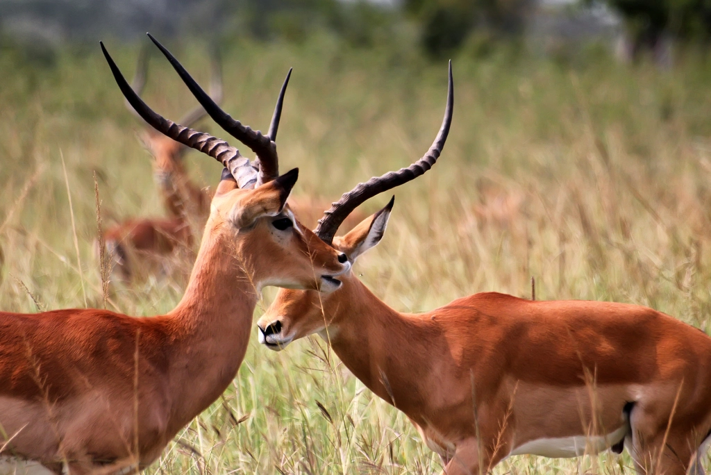 5-days-rwanda-safari-13