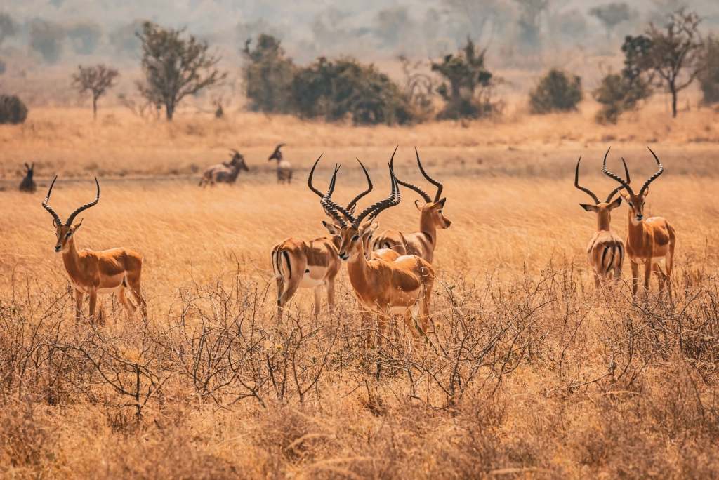 5-days-rwanda-safari-6